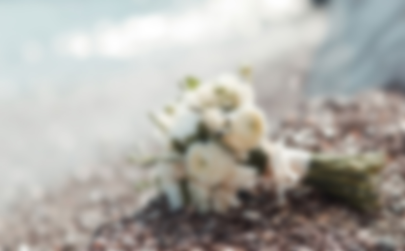 Servicios Funerarios Completos